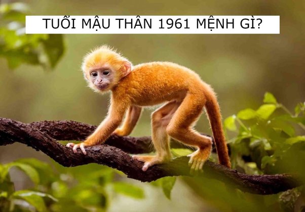 Tuổi Mậu Thân 1968 có mệnh gì và chọn màu nào tốt?